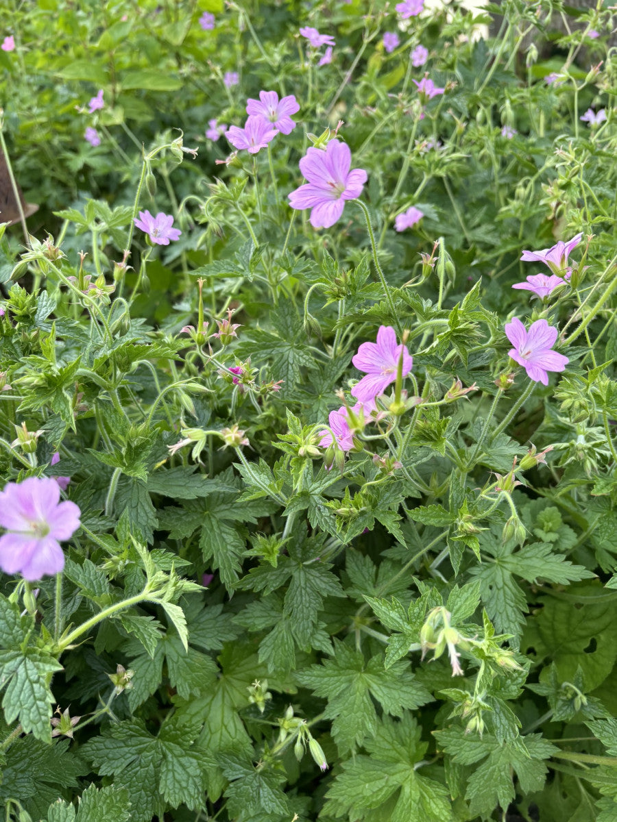 Geranium x oxonianum 'Lady Moore' (Oxford-Storchschnabel)