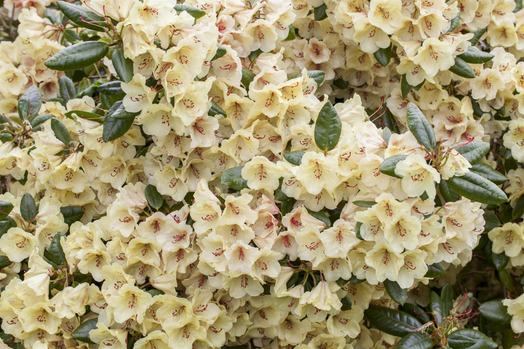 Rhododendron yak. 'Flava' (Yaku-Rhododendron 'Flava')