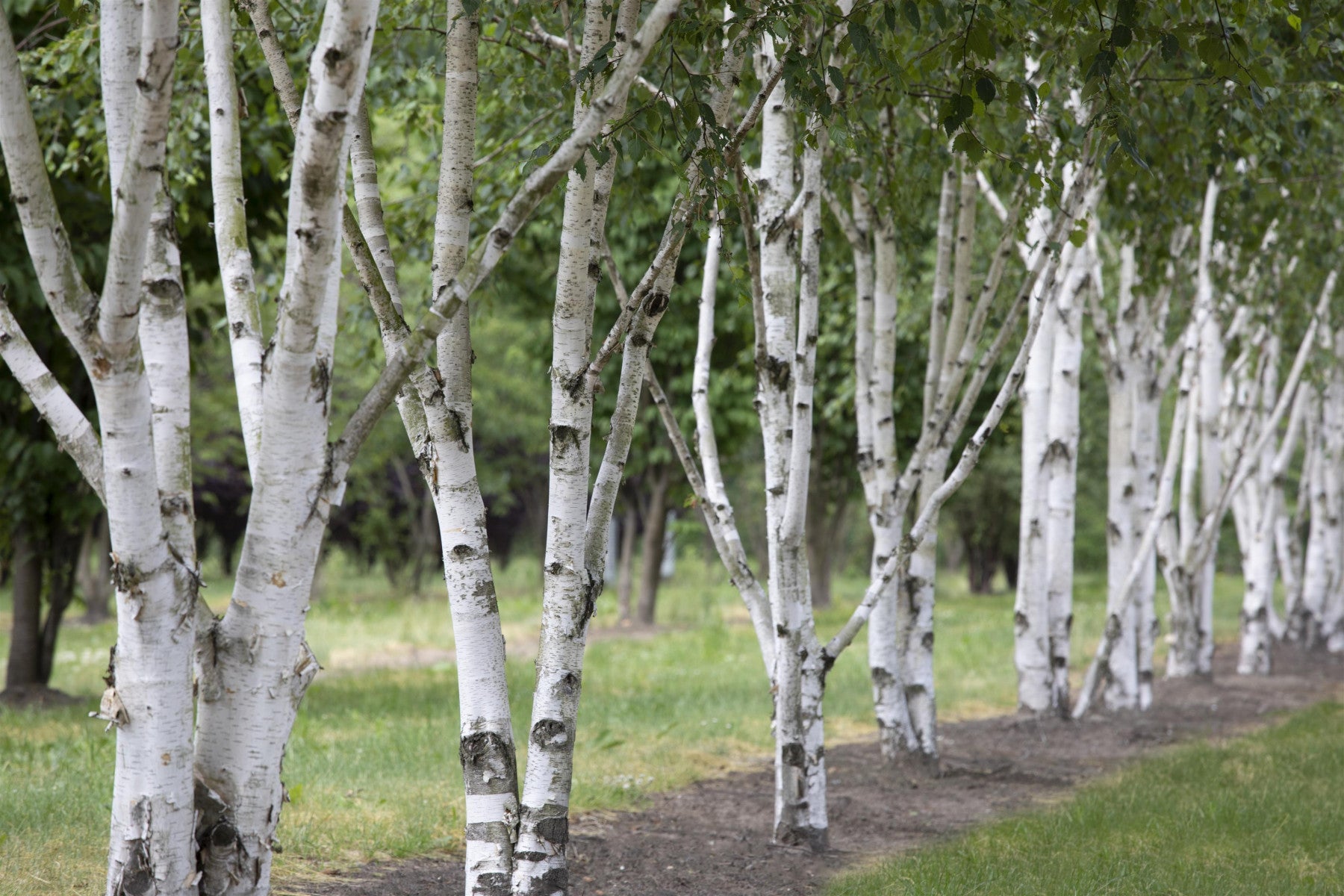 Betula jacquemontii (Himalayabirke)