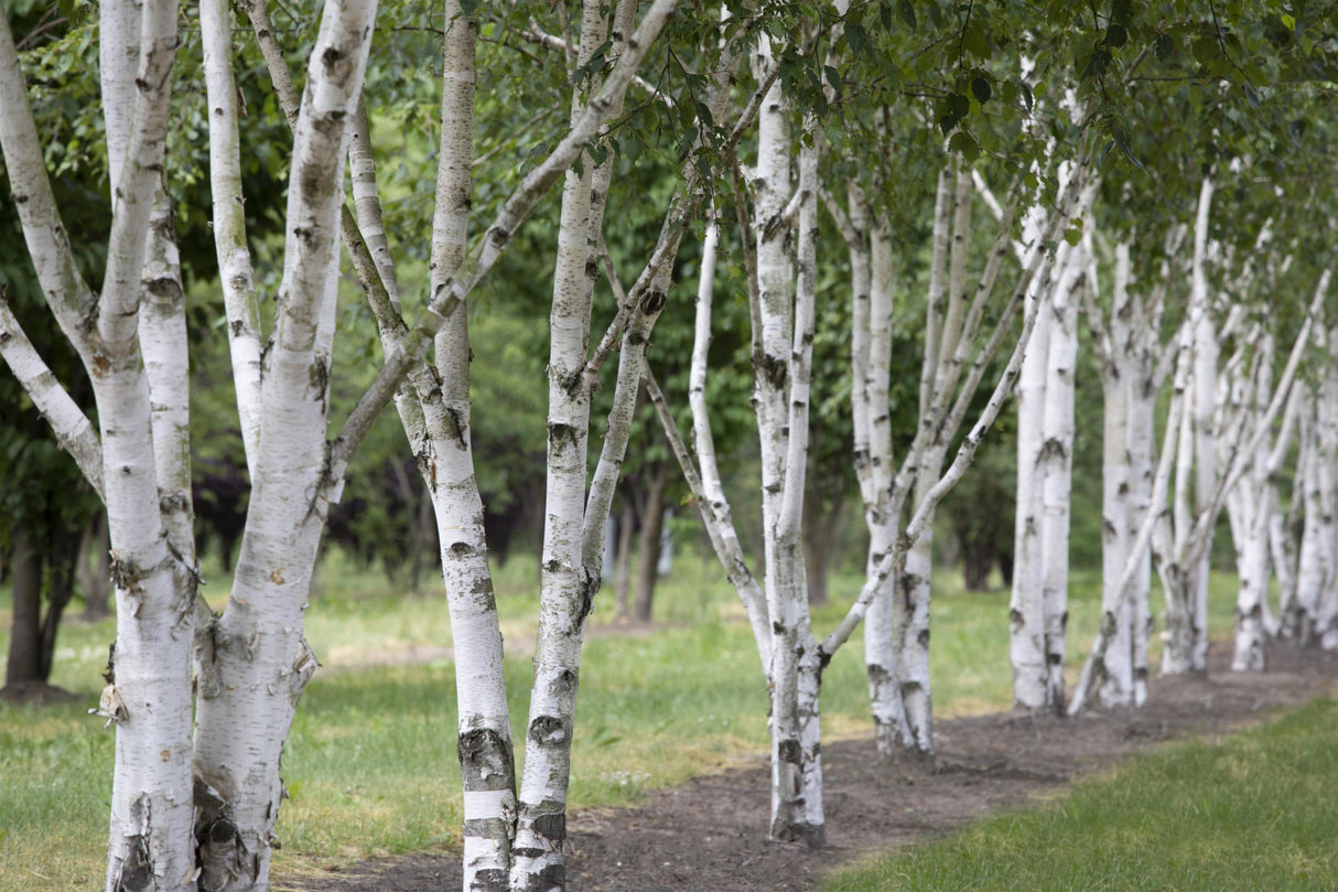 Betula jacquemontii , erhältlich von 125-150 bis 450-650 cm ;;ab 35,60 Euro