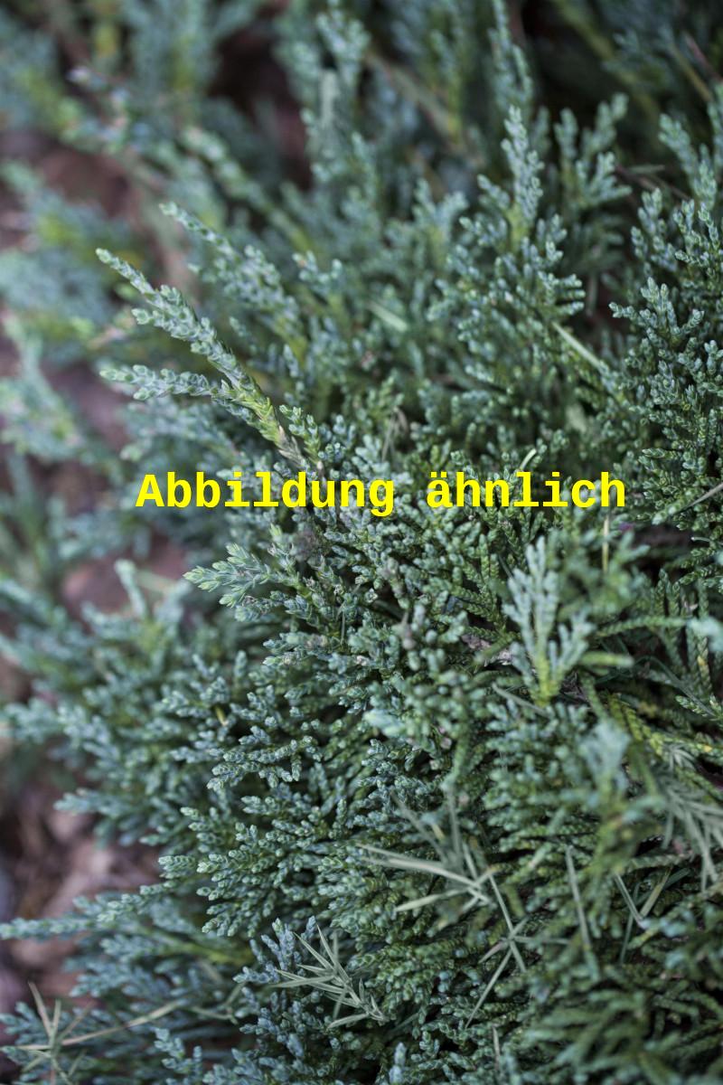 Juniperus horizontalis 'Glauca' (Blauer Teppichwacholder)