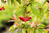 Photinia fraseri mit Früchten ; Einsatz: Sichtschutz ; Pluspunkt: winterhart;;mit zeitnaher Lieferung