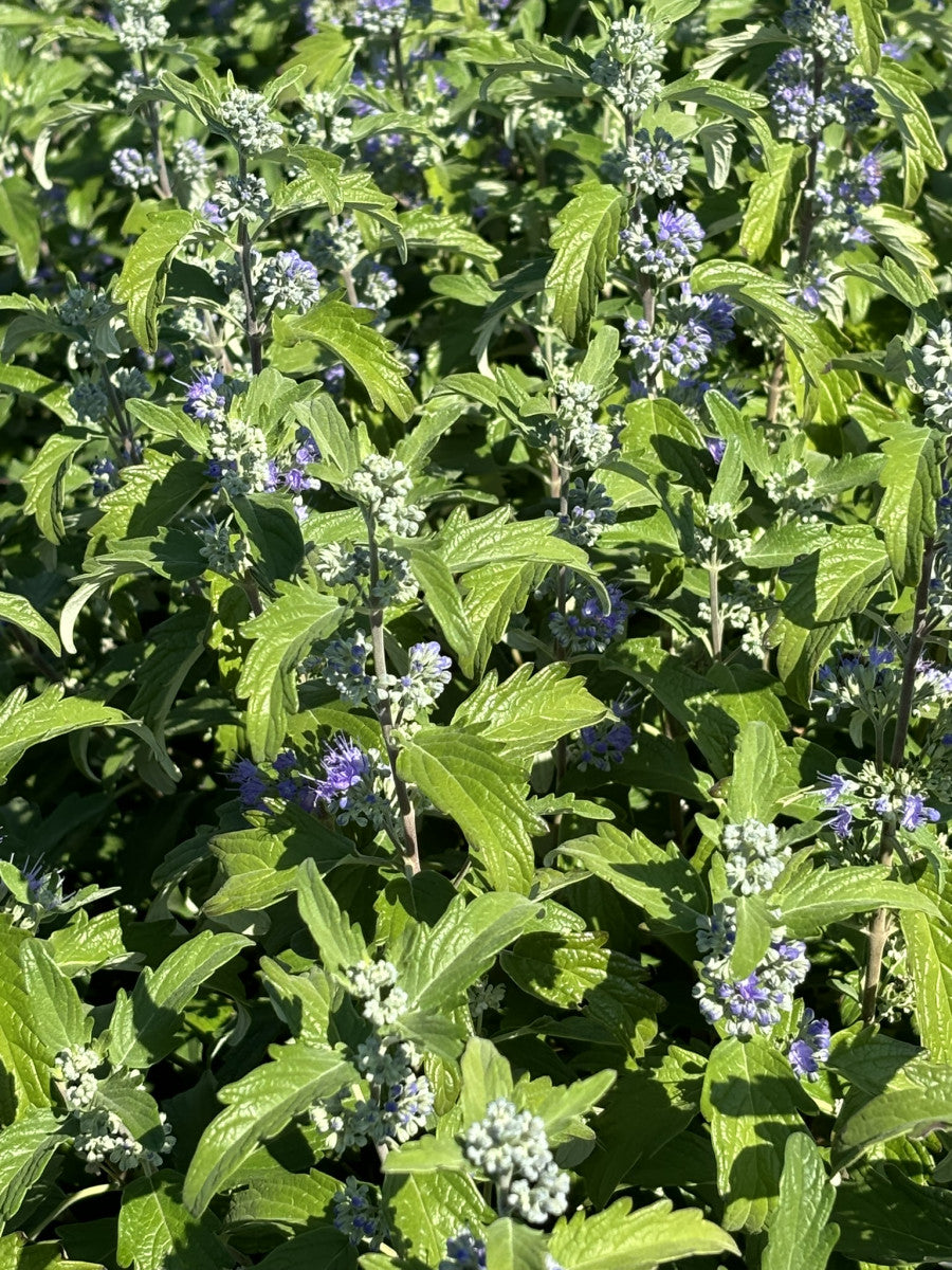 Caryopteris clandonensis 'Kew Blue' (Bartblume 'Kew Blue')