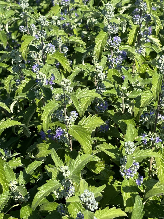 Caryopteris clandonensis 'Kew Blue' mit Blüte, erhältlich von 40-60 bis 40-60 cm ;;ab 14,30 Euro