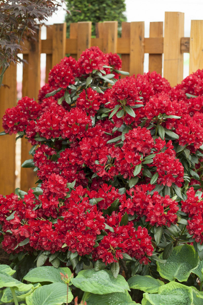 Rhododendron Hybr. 'Sammetglut' mit Blüte, erhältlich von 30-40 bis 90-100 cm ;;ab 31,20 Euro