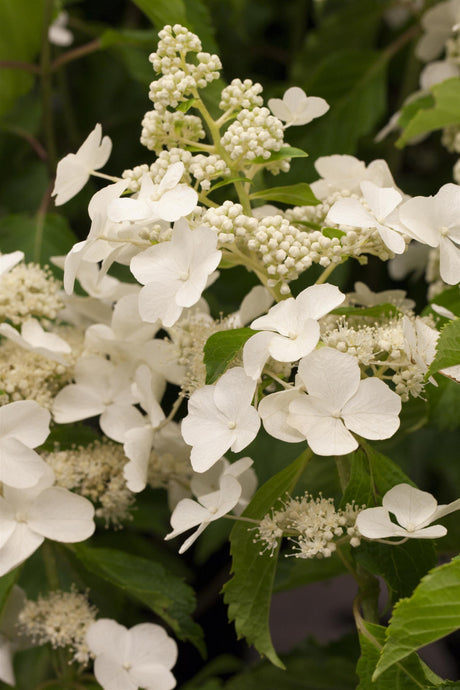 Hydrangea paniculata 'Levana' mit Blüte, erhältlich von 40-60 bis 60-80 cm ;;ab 16,40 Euro