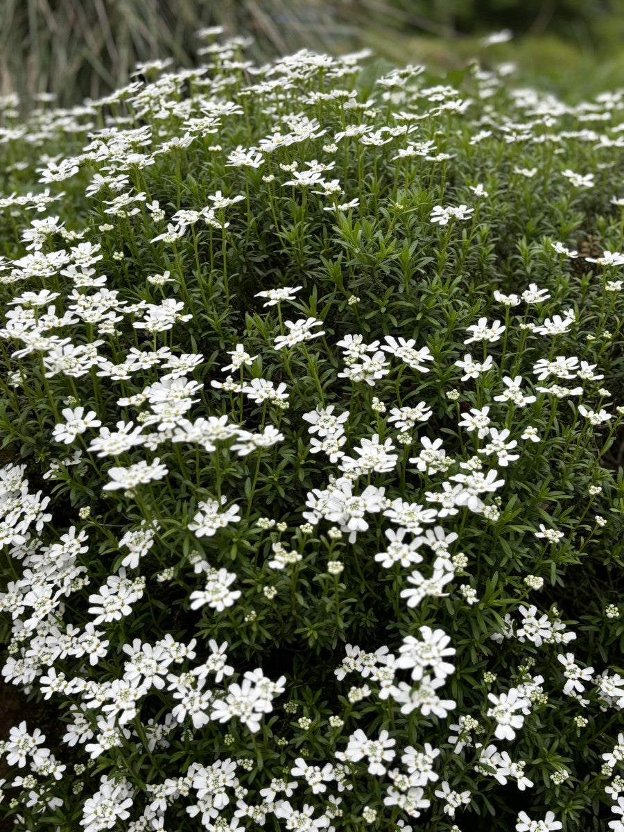 Iberis sempervirens (Immergrüne Schleifenblume)