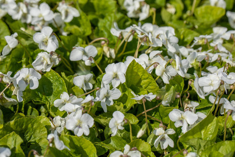 Viola sororia 'Albiflora' mit Blüte ;;ab 3,60 Euro