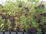 Sambucus nigra VkG 3 als Pflanze im Beet ; Einsatz: Duftstrauch ;;