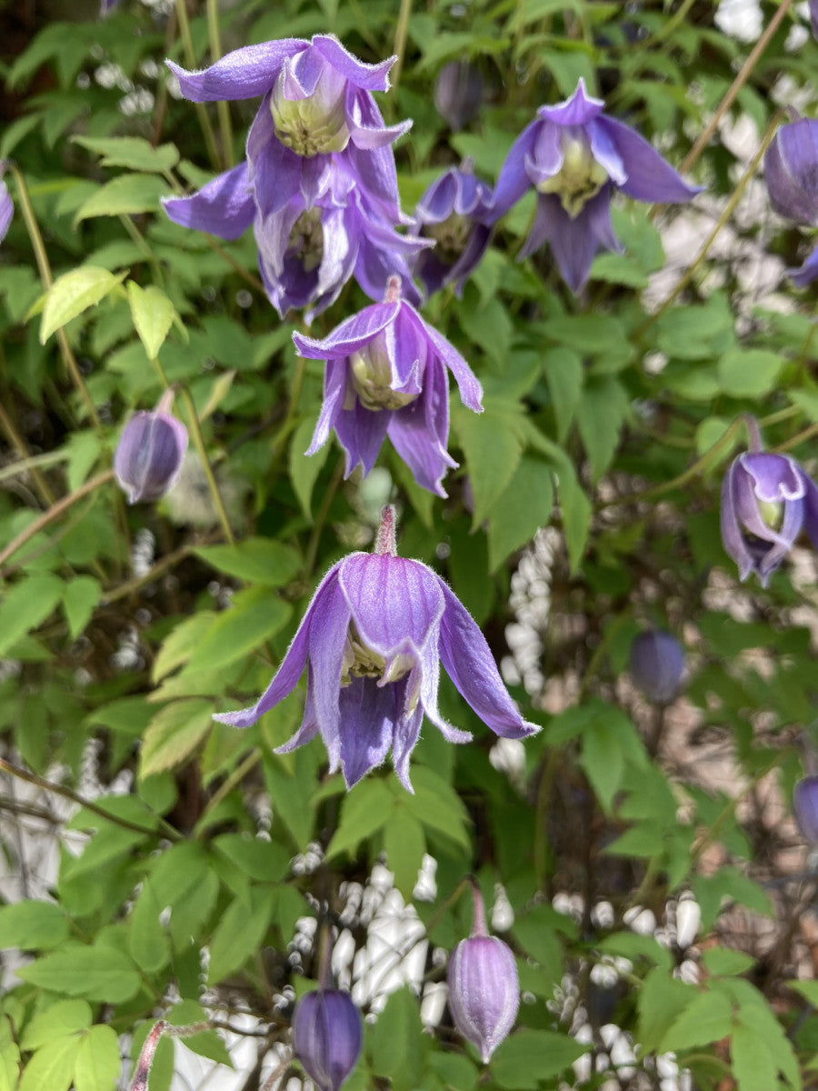 Clematis alpina , erhältlich von 100-150 bis 150-200 cm ;;ab 37,40 Euro