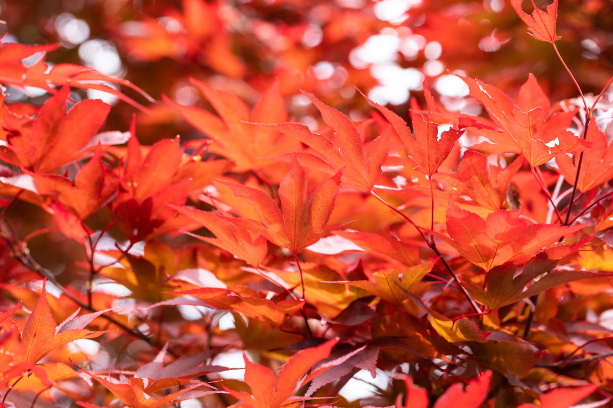 Acer palmatum 'Fireglow' , erhältlich von 100-125 bis 150-175 cm ;;ab 226,00 Euro