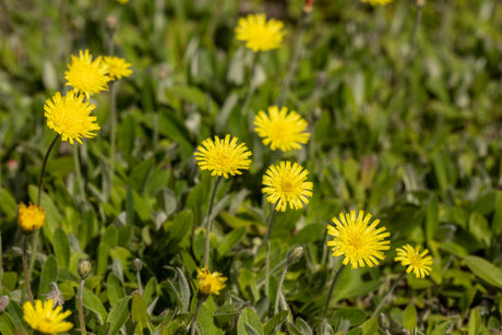 Hieracium pilosella als Pflanze im Beet ;;ab 3,20 Euro