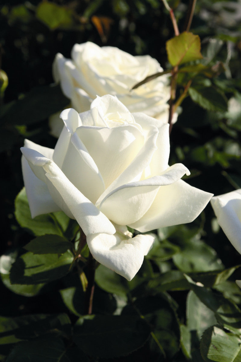 Rosa 'Polarstern' TH mit Blüte ;;ab 8,10 Euro