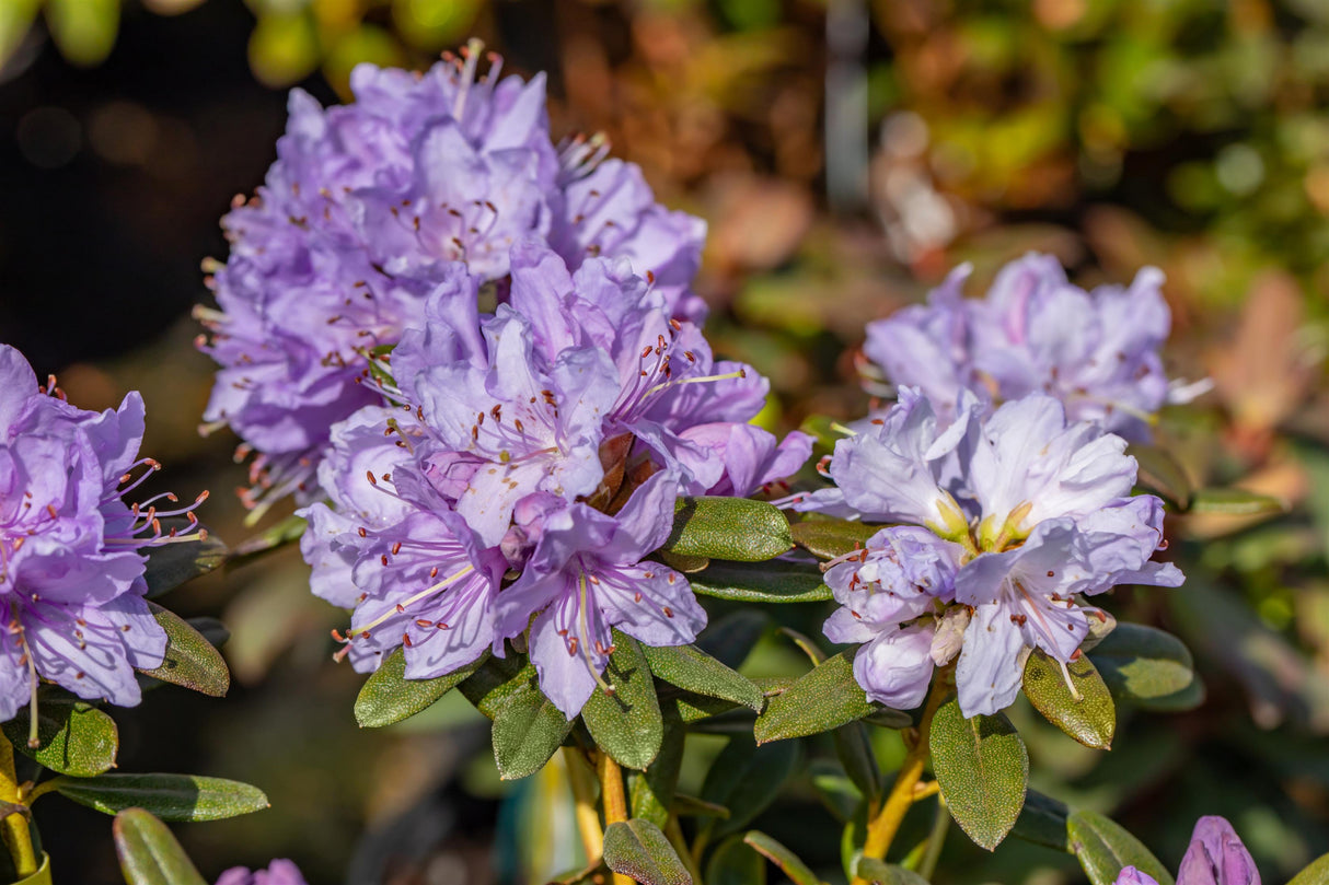 Rhododendron impeditum 'Ramapo' mit Blüte, erhältlich von 20-25 bis 40-50 cm ;;ab 14,30 Euro