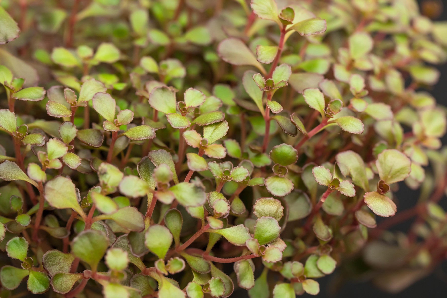 Sedum spurium 'Voodoo' (Garten-Teppich-Fettblatt)