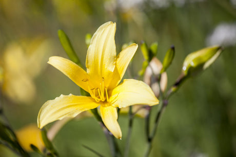 Hemerocallis citrina mit Blüte ;;ab 7,50 Euro