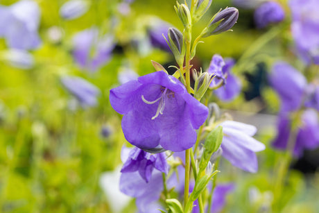 Campanula persicif. , blau mit Blüte ;;ab 3,30 Euro