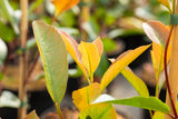 Photinia Red Robin mit Sommerbelaubung ; Einsatz: Kübelpflanze ; Pluspunkt: pflegeleicht;;mit zeitnaher Lieferung