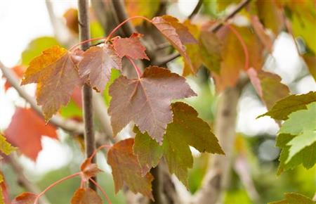 Acer rubrum 'October Glory' mit Sommerbelaubung, erhältlich von 150-200 bis 450-650 cm ;;ab 151,00 Euro