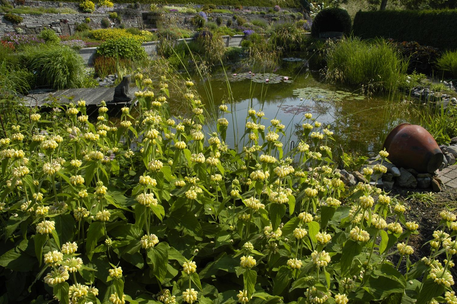 Phlomis russeliana (Syrisches Brandkraut)