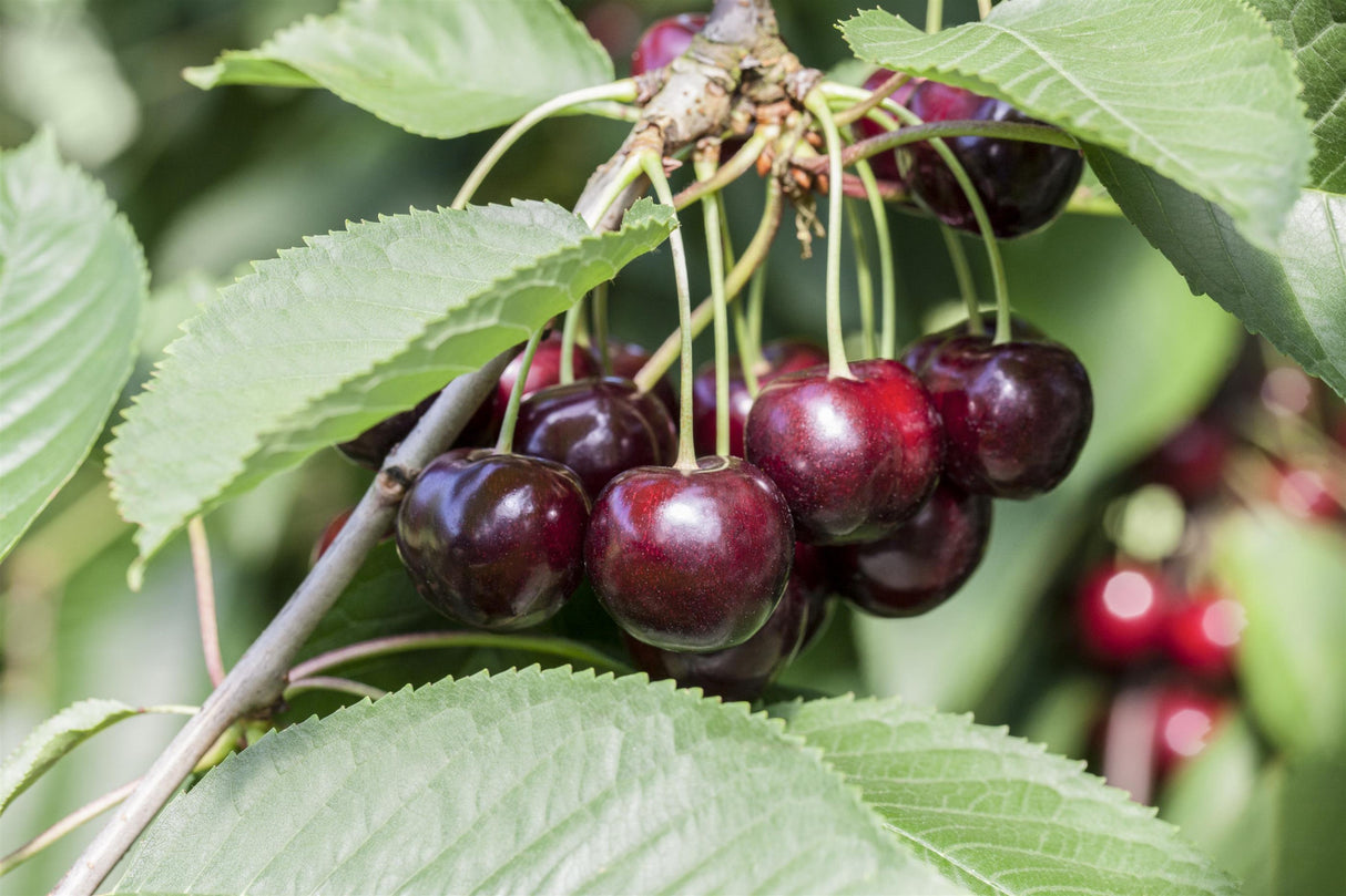 Prunus av. 'Sam' mit Früchten, erhältlich von 150-200 bis 450-650 cm ;;ab 35,60 Euro