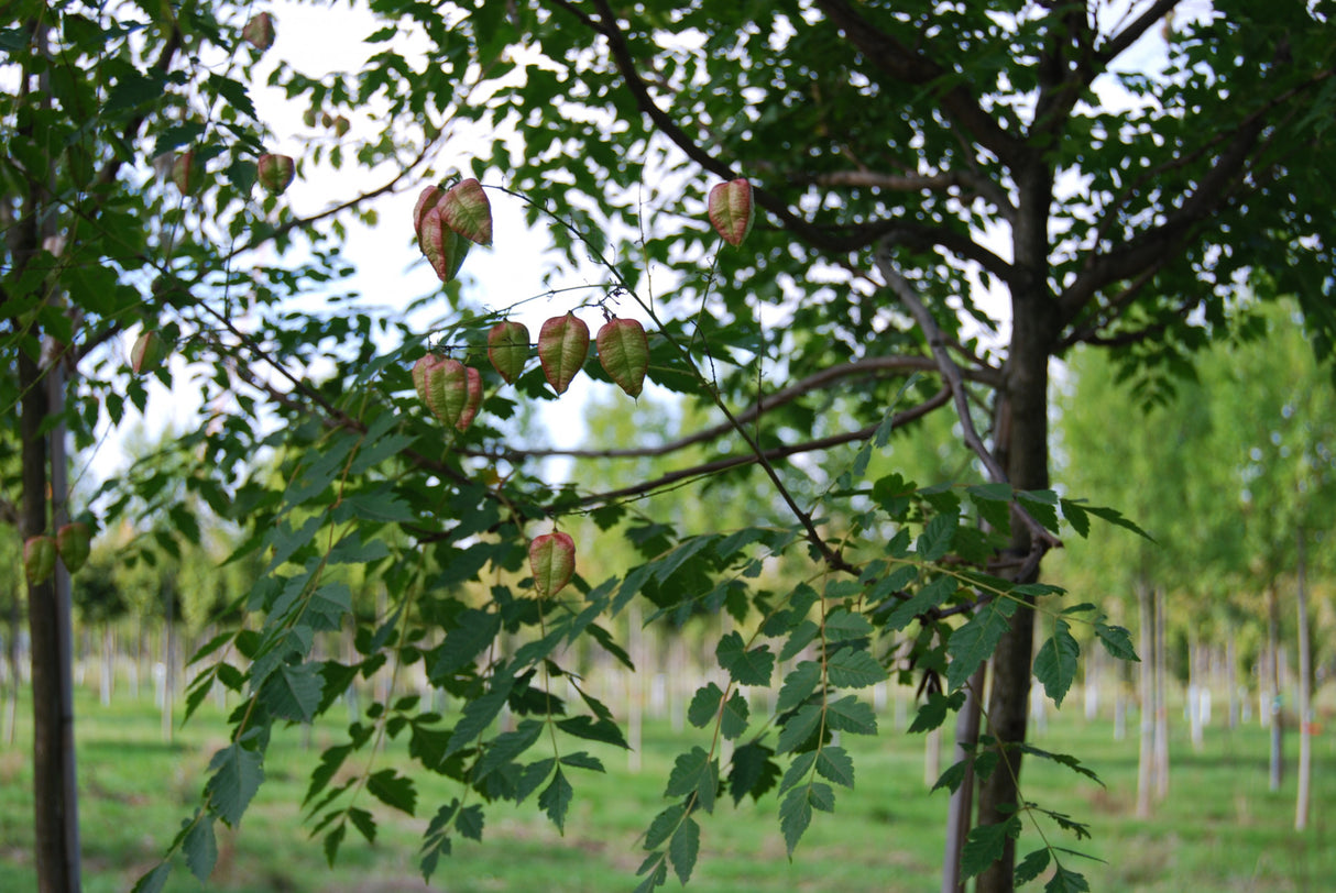 Koelreuteria paniculata mit Früchten ; Einsatz: Solitärbaum ;;