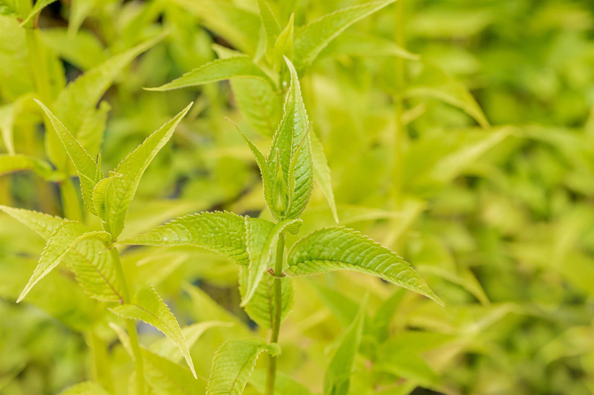 Goldmelisse mit Blüte ; Einsatz: Bauerngarten ; Pluspunkt: winterhart;;günstig mit Qualität