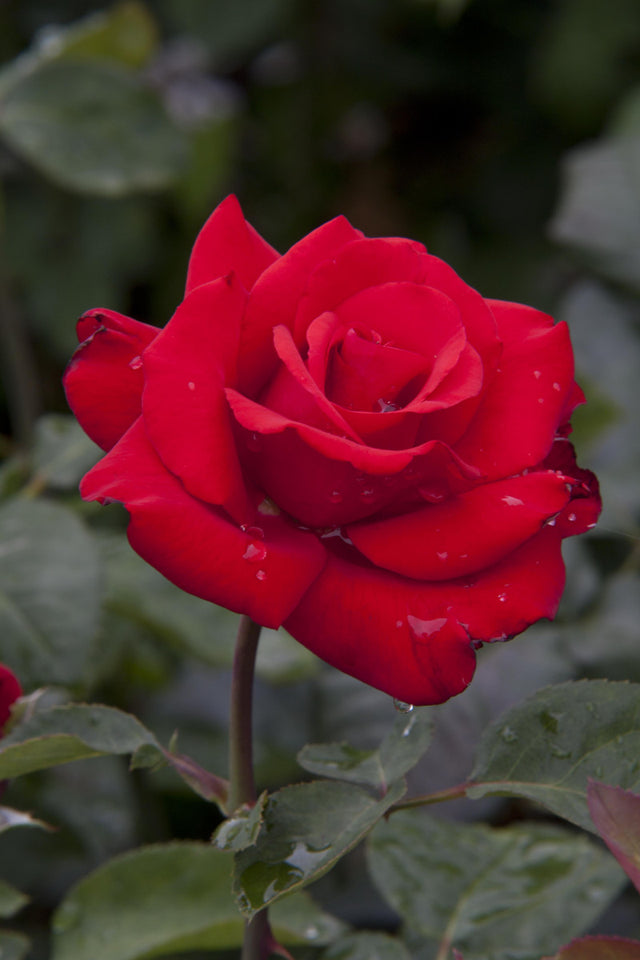 Rosa 'Grande Amore' TH mit Blüte ;;ab 9,50 Euro