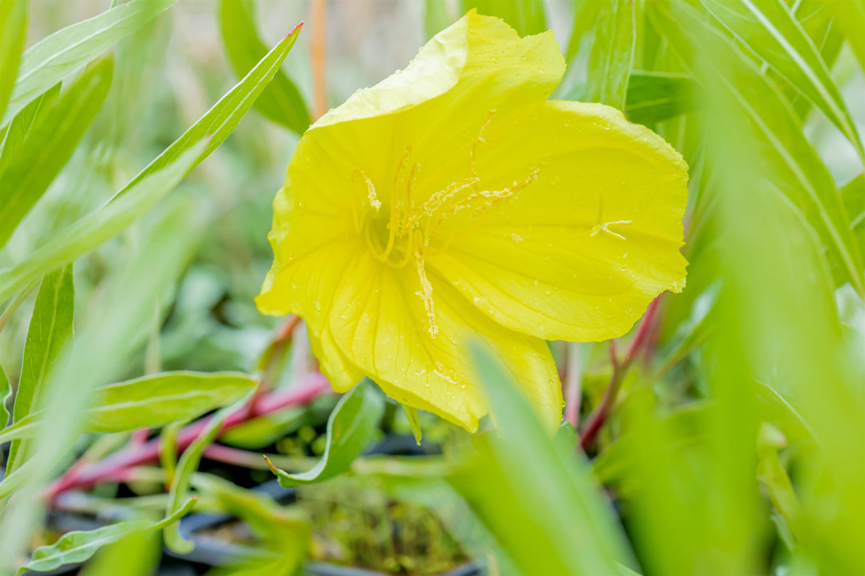 Oenothera macrocarpa mit Blüte ;;ab 3,75 Euro