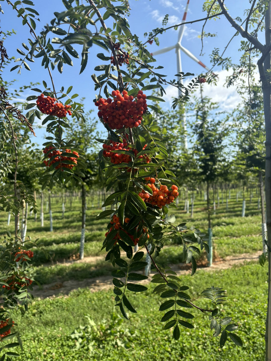 Sorbus aucuparia mit Früchten ;;