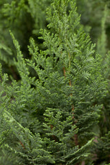 Chamaecyparis lawsoniana 'Columnaris' , erhältlich als: Solitär ; Pluspunkt: pflegeleicht;;günstig mit Qualität