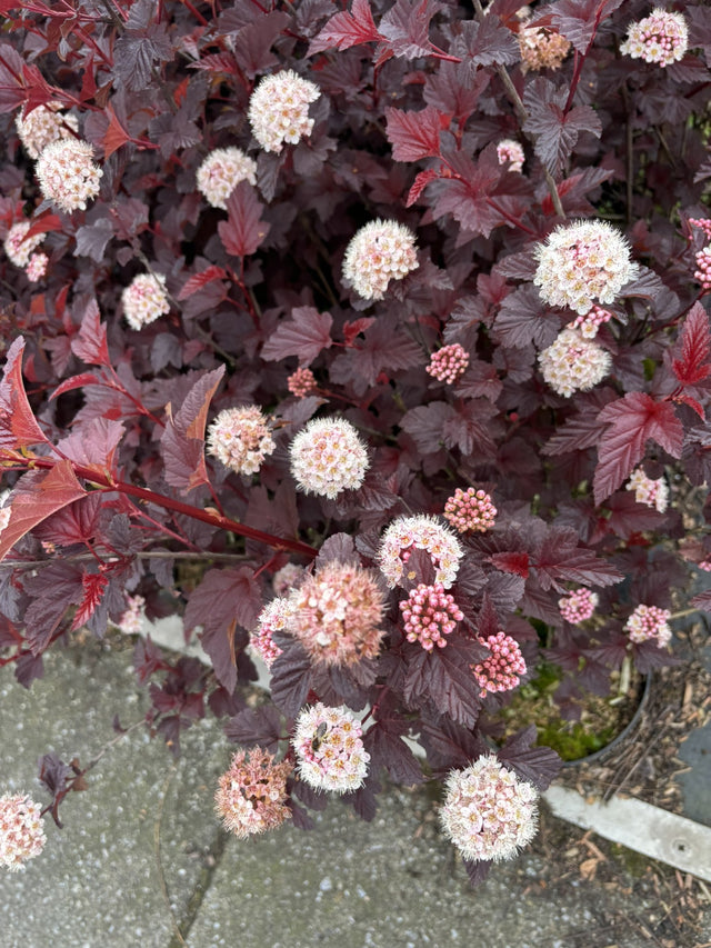 Physocarpus opulifolius 'Summer Wine' mit Blüte, erhältlich von 40-60 bis 80-100 cm ;;ab 22,20 Euro