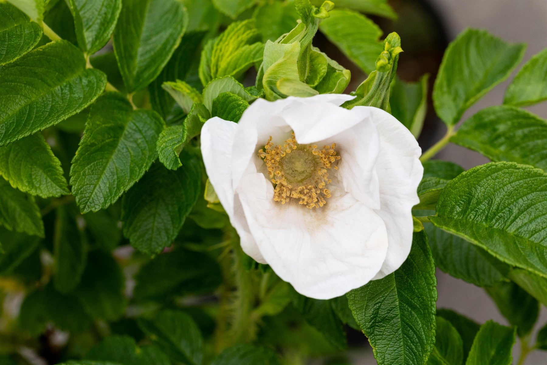 Rosa rugosa alba (Weiße Apfelrose)