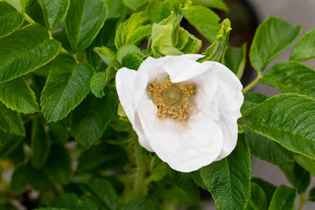 Rosa rugosa alba mit Blüte, erhältlich von 40-70 bis 70-90 cm ;;ab 3,95 Euro