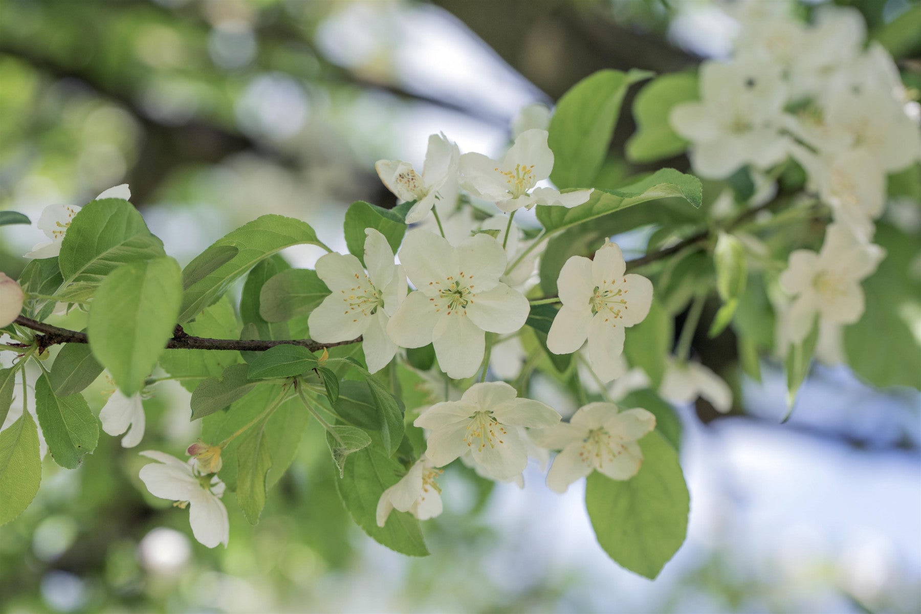 Malus 'Professor Sprenger' (Zierapfel 'Professor Sprenger')