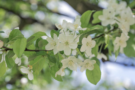 Malus 'Professor Sprenger' mit Blüte, erhältlich von 60-100 bis 450-650 cm ;;ab 16,60 Euro