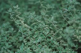 Thymus x citriodorus 'Silver Queen' (Weißrandiger Garten-Thymian)