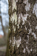 Synonym (alte Bezeichnung): Betula alba Rinde ; Einsatz: Vogelschutz ; Pluspunkt: attraktive Rinde;;