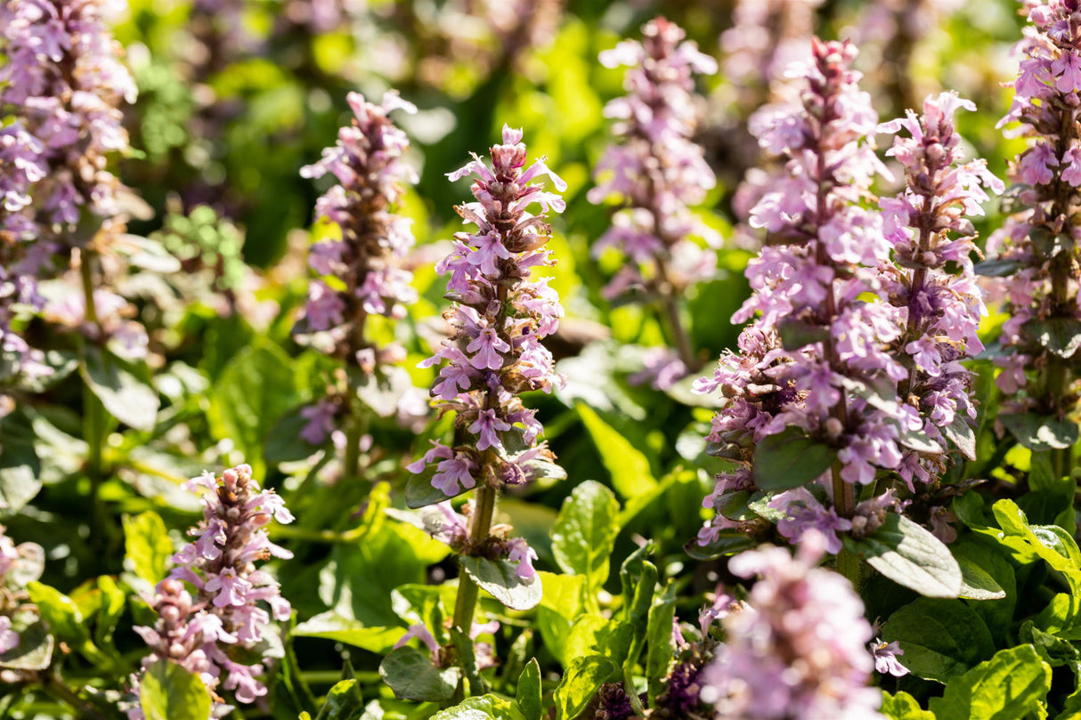 Ajuga reptans 'Rosea' mit Blüte ;;ab 3,50 Euro