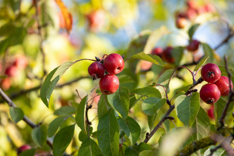 Malus 'Red Sentinel' mit Früchten, erhältlich als: verschulte Sträucher, Hochstamm, Solitär ; Einsatz: Parks ; Pluspunkt: zierfrüchte;;günstig mit Qualität