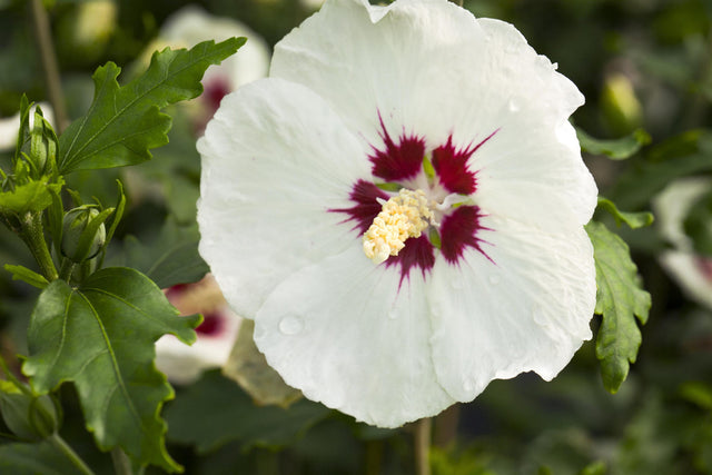 Hibiscus 'Monstrosus' mit Blüte, erhältlich von 40-60 bis 200-250 cm ;;ab 24,60 Euro