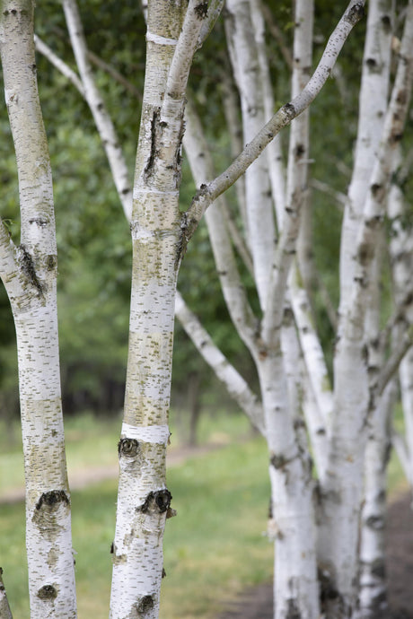 Betula pubescens VkG 1 Rinde, erhältlich von 50-80 bis 450-650 cm ;;ab 1,30 Euro