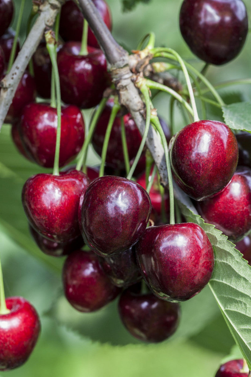 Prunus av. 'Kordia' mit Früchten, erhältlich von 150-200 bis 450-650 cm ;;ab 22,20 Euro