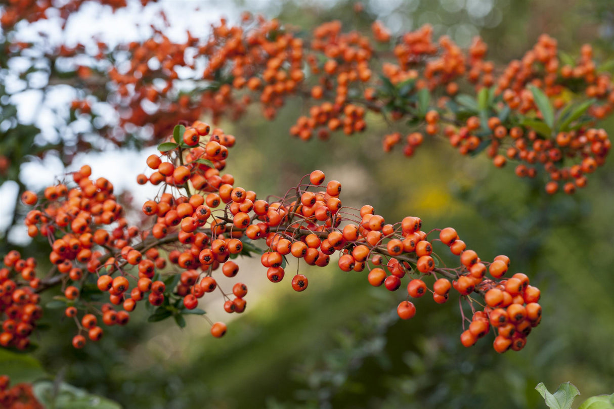 Pyracantha 'Teton' mit Früchten, erhältlich von 40-60 bis 125-150 cm ;;ab 7,55 Euro