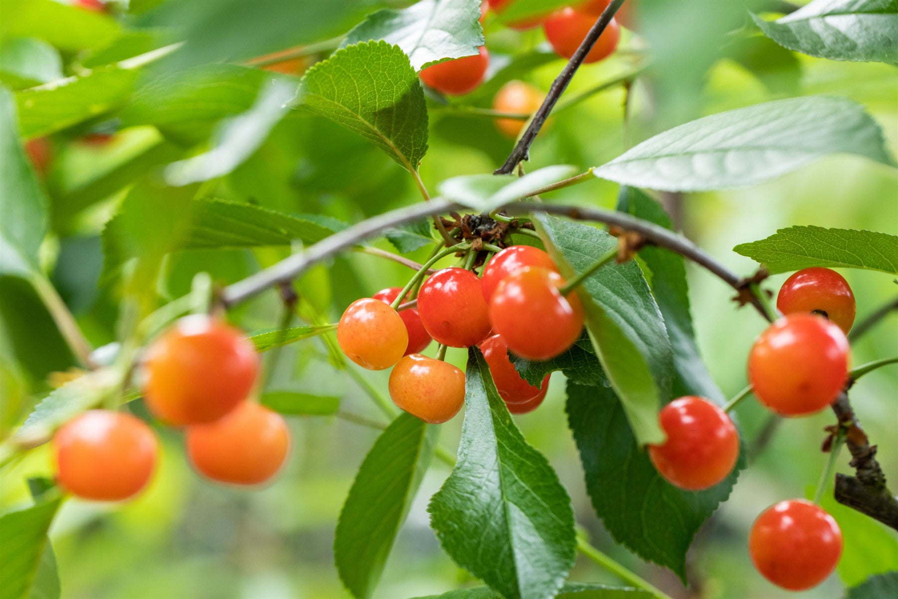 Prunus cer. 'Ludwigs Frühe' (Sauerkirsche 'Ludwigs Frühe')