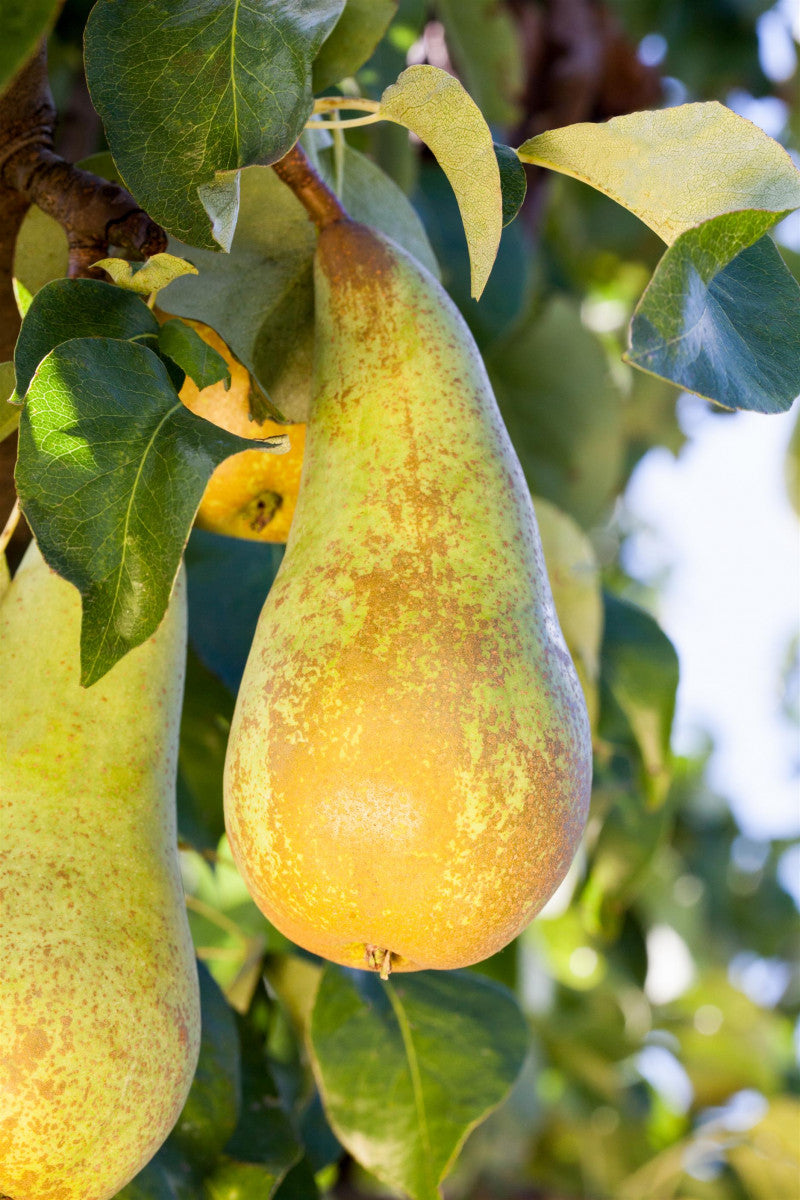 Pyrus com. 'Conferencebirne' (Birne 'Conferencebirne' mittel)