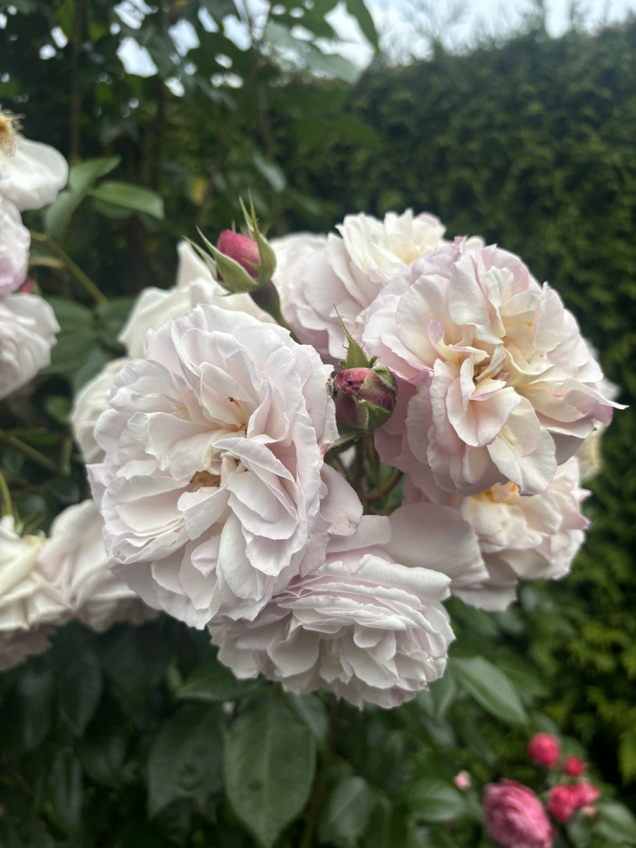 Rosa 'Herkules' STR mit Blüte ;;ab 10,90 Euro