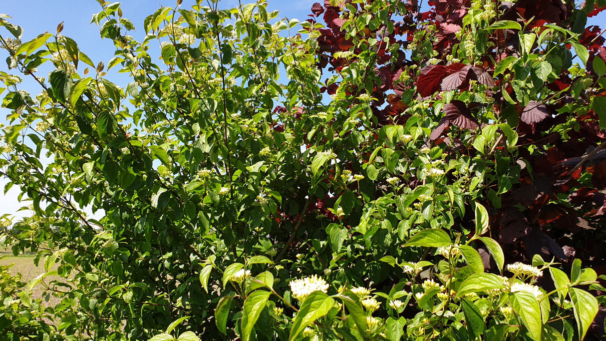 Kaffeebaum mit Sommerbelaubung, erhältlich als: verschulte Sträucher, Solitär, leichte Sträucher, Sämling ; Einsatz: Hecke ; Pluspunkt: robust;;günstig mit Qualität