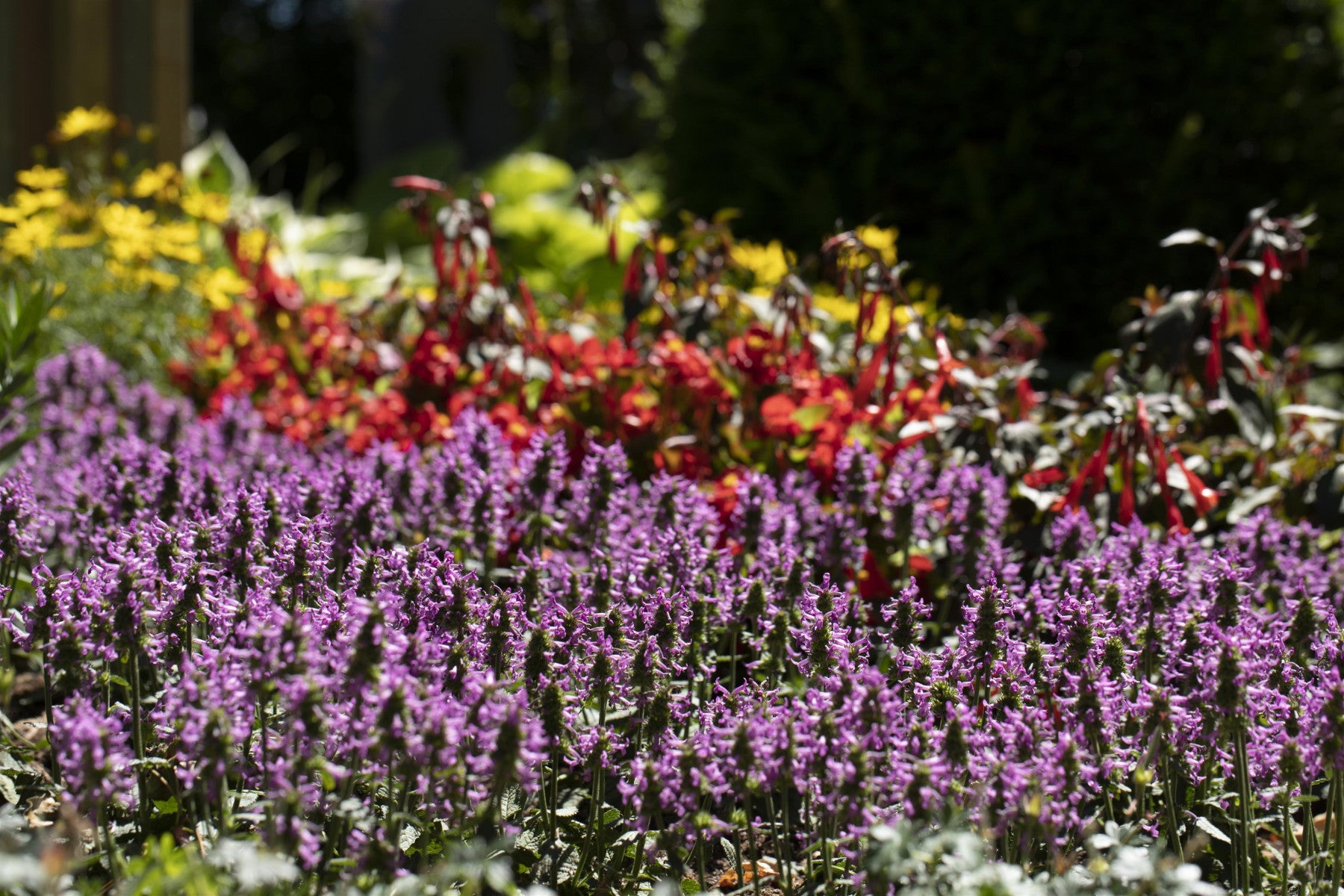 Stachys officinalis (Echter Ziest, Heilender Ziest)