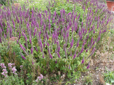 Teucrium hyrcanicum ;;ab 4,15 Euro